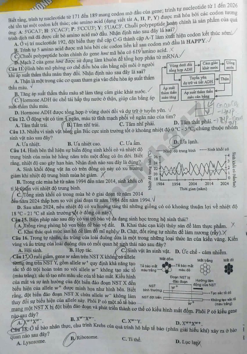 Tron bo dap an de thi tot nghiep THPT 2026 mon Sinh - Ma de 0441